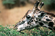 Picture 'KT1_22_01 Giraffe, Tanzania, Arusha'